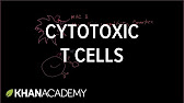 5._Cytotoxic_T_cells.jpg