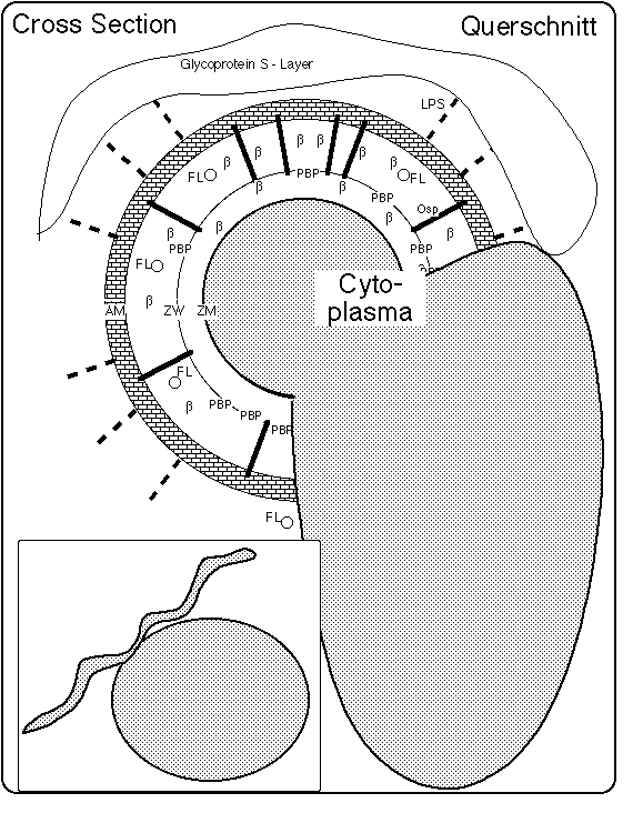 Schematic of Spirochete with Cyst