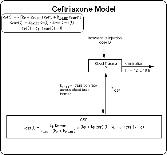 Pharmacokinetic Model: Ceftriaxone